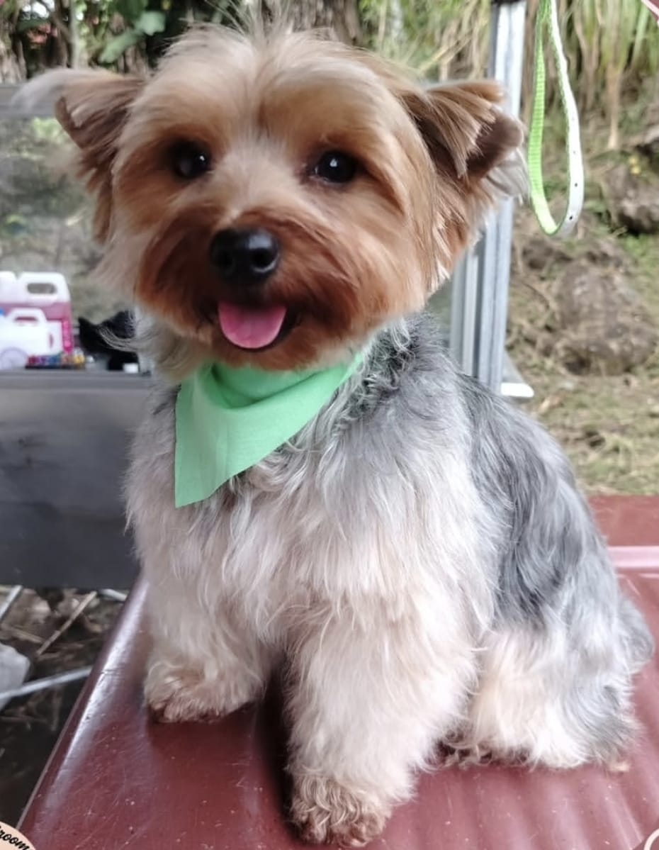 Imagen perrito