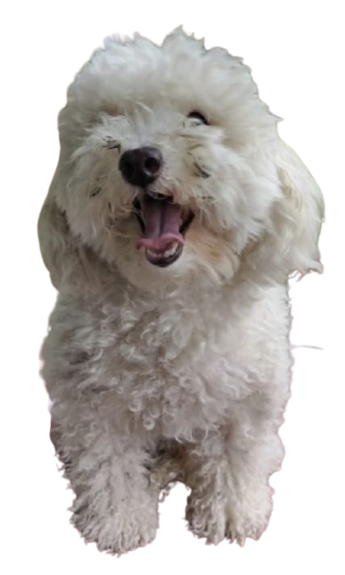 Antes - French Poodle