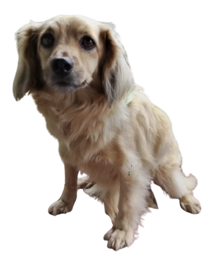 Antes - French Poodle