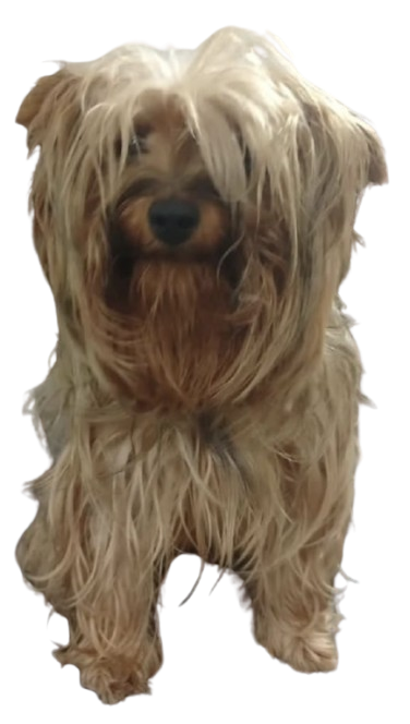 Antes - French Poodle