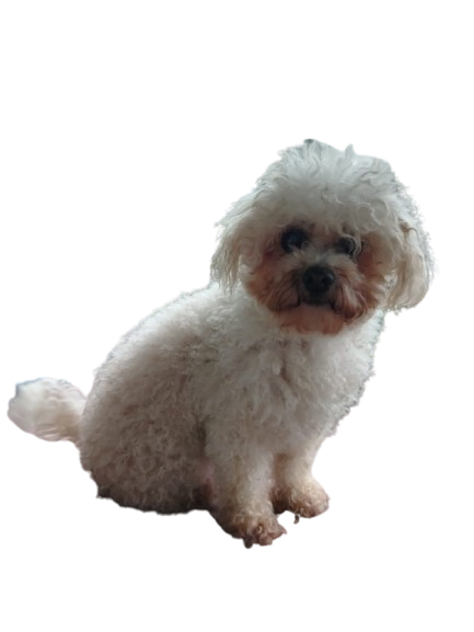 Antes - French Poodle