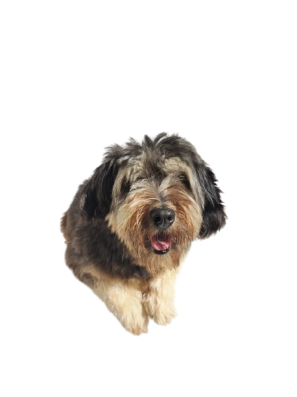 Antes - French Poodle