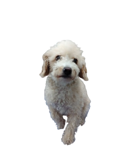 Antes - French Poodle