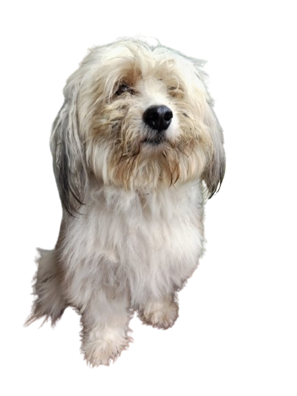 Antes - French Poodle