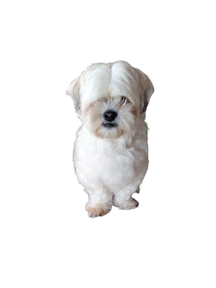 Antes - French Poodle
