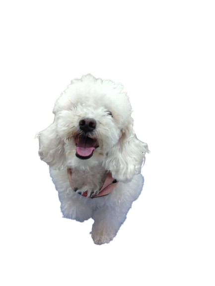 Antes - French Poodle