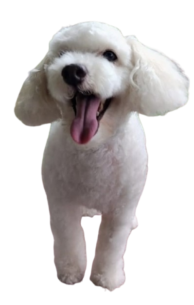 Después - French Poodle