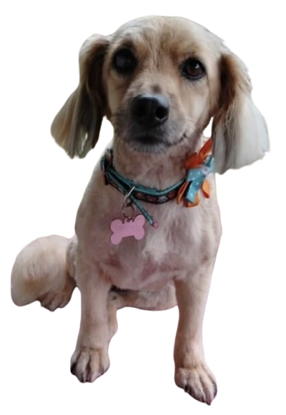 Después - French Poodle