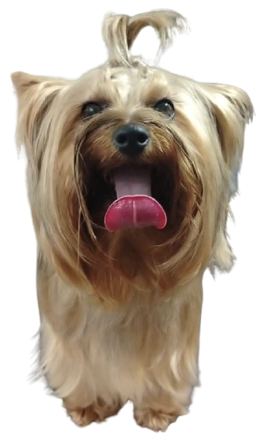 Después - French Poodle