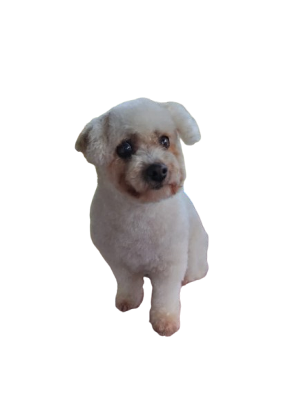 Después - French Poodle