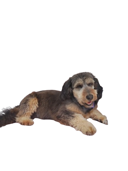 Después - French Poodle