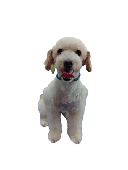 Después - French Poodle
