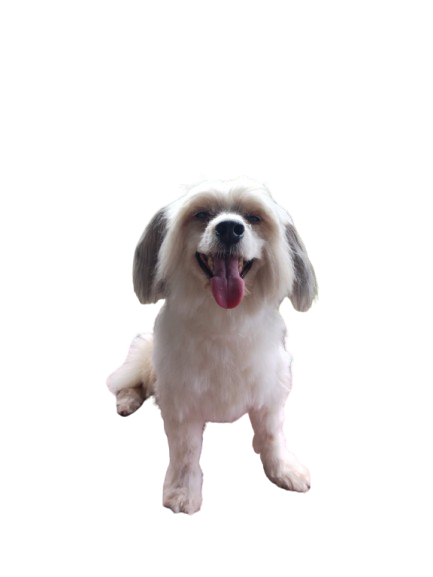 Después - French Poodle