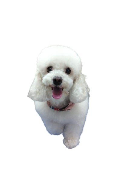 Después - French Poodle